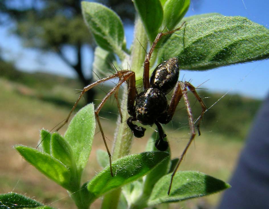 Oxyopes